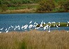 Τσεκούρι στο Δίκτυο Natura