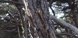 «Φωτογραφική» ταφόπλακα στα δάση της χώρας