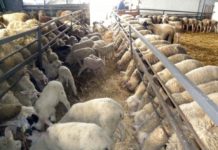 Με αφανισμό κινδυνεύει η αιγοπροβατοτροφία
