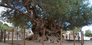 Μνημεία της Φύσης, πυλώνες διαρκούς αειφορίας