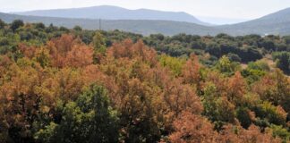 Τα δάση της Ελλάδας έχουν όψη… φθινοπώρου